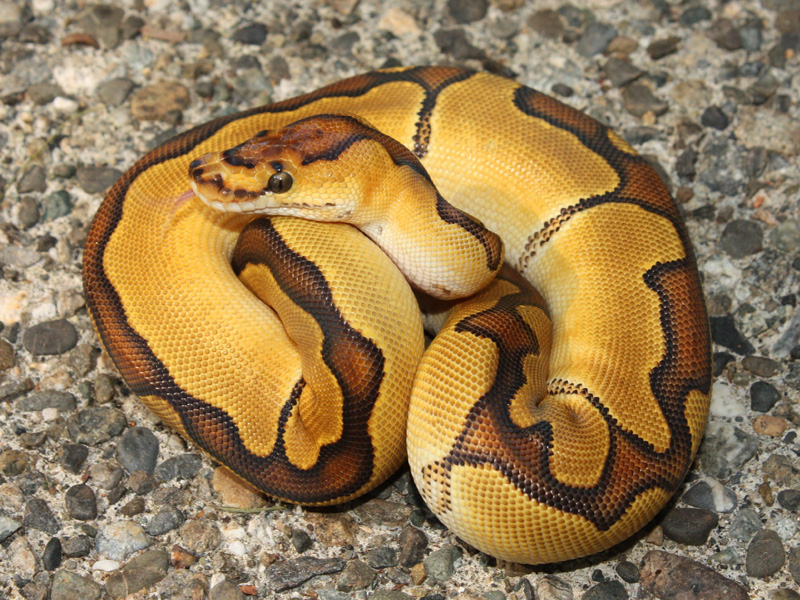 Enchi Clown