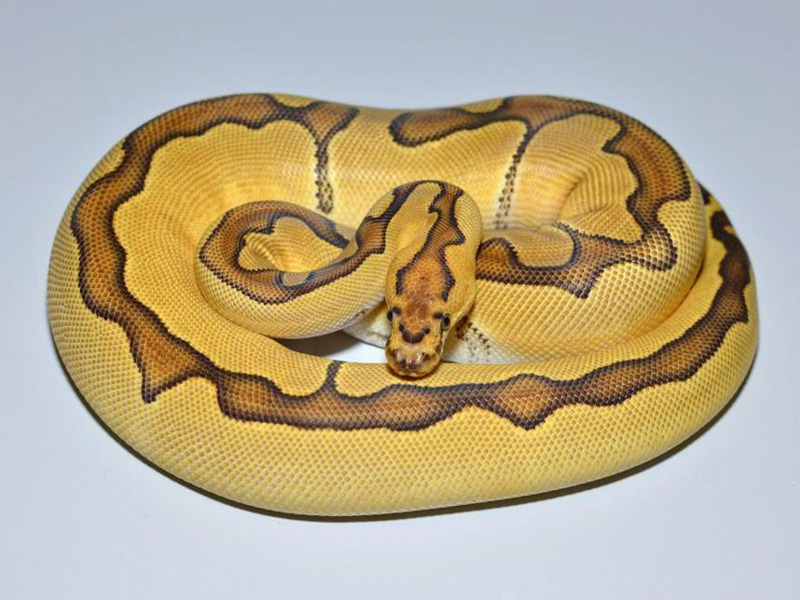 Enchi Clown