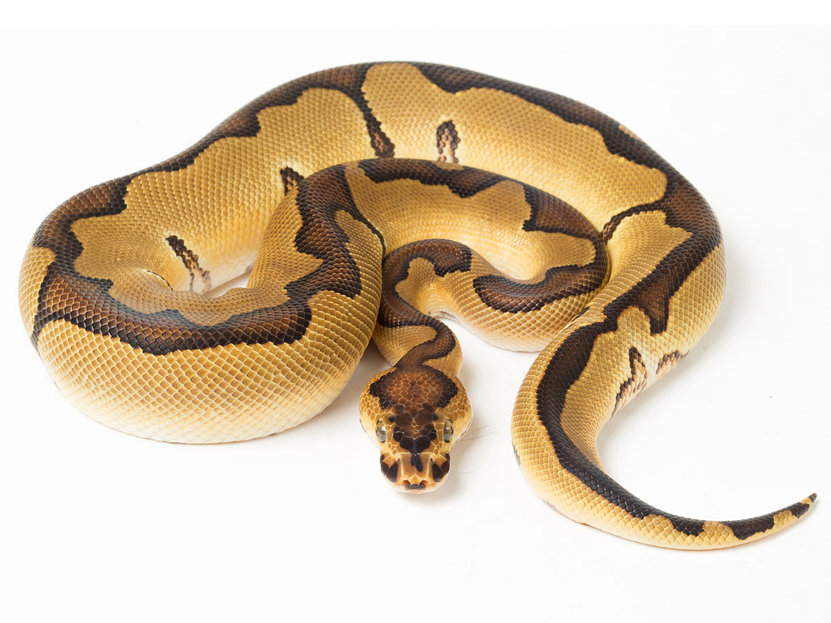 Enchi Clown