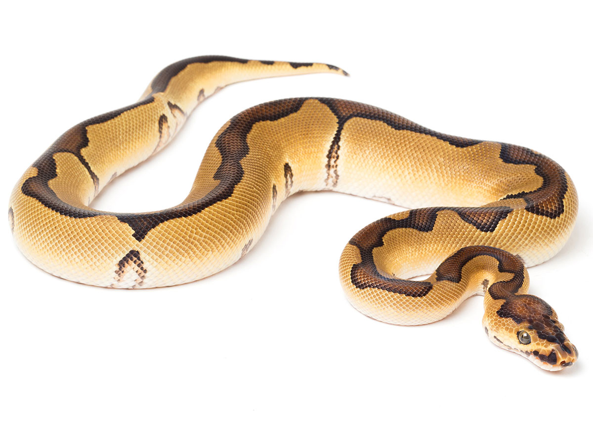 Enchi Clown