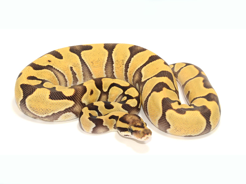 Enchi Desert Ghost