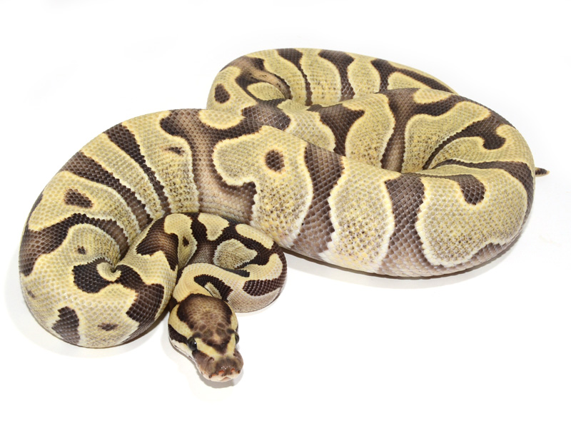 Enchi Desert Ghost