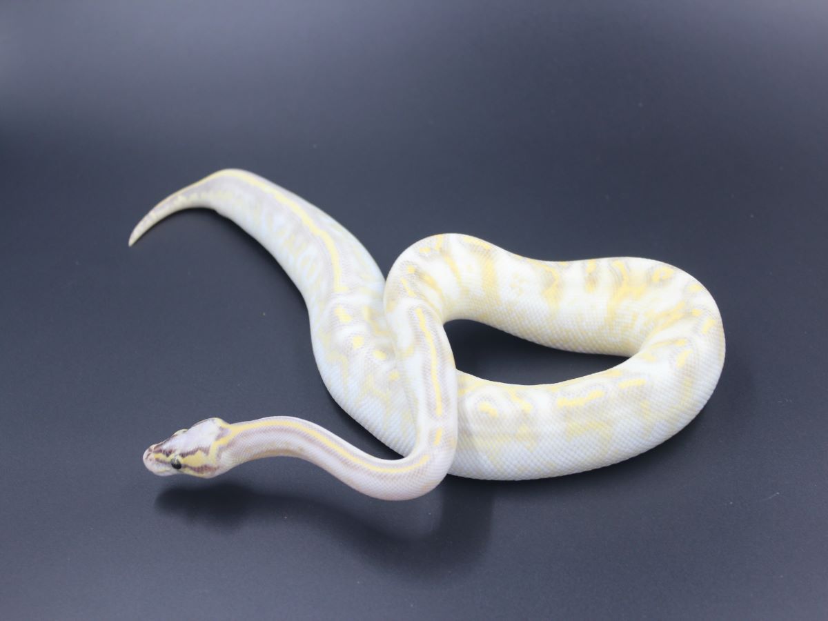 Enchi Fader Gravel Super Pastel Yellow Belly