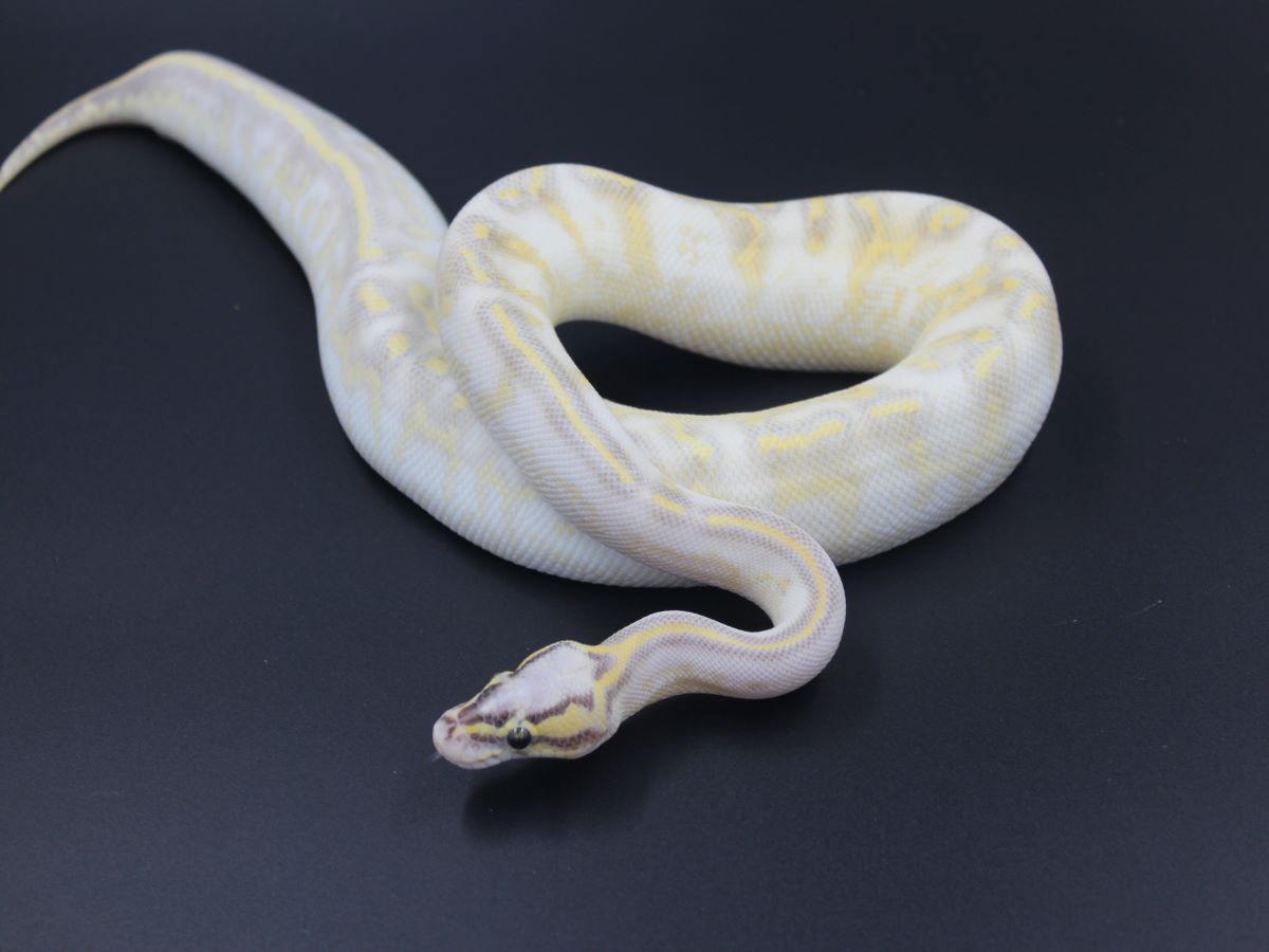 Enchi Fader Gravel Super Pastel Yellow Belly