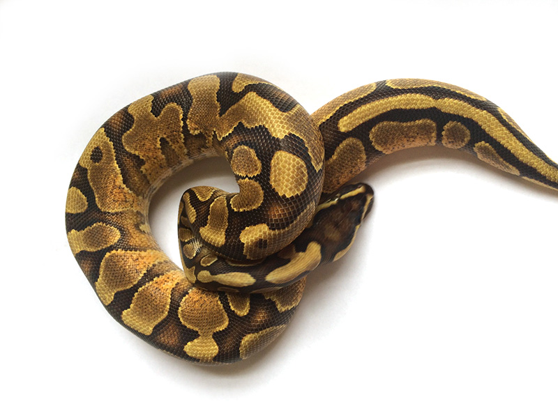 Enchi Fader Jungle Woma Yellow Belly