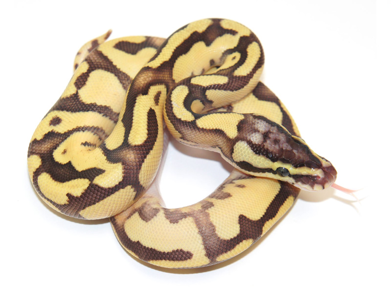 Enchi Fader Lucifer Pastel Yellow Belly
