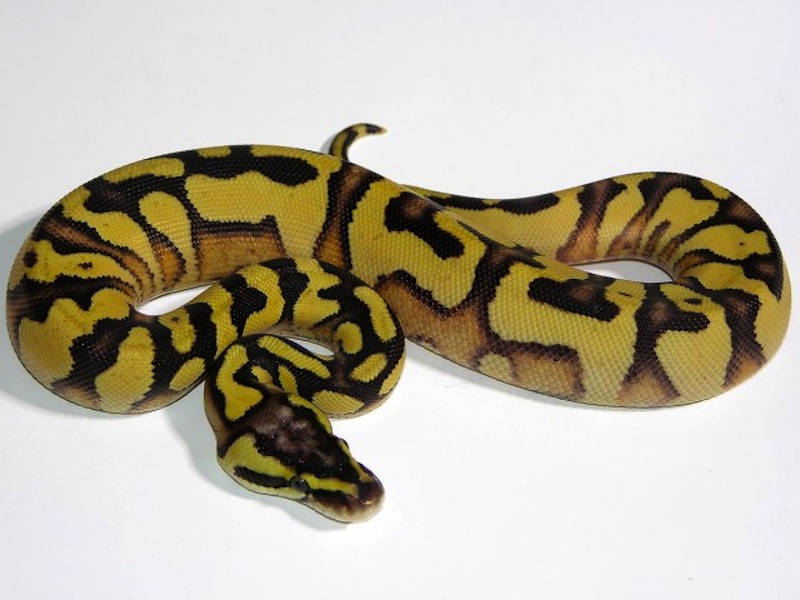Enchi Fader Pastel Yellow Belly