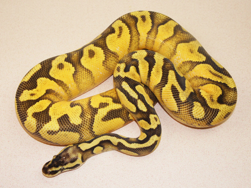 Enchi Fader Pastel Yellow Belly