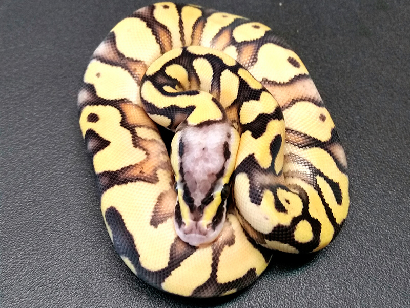 Enchi Fader Super Pastel Yellow Belly