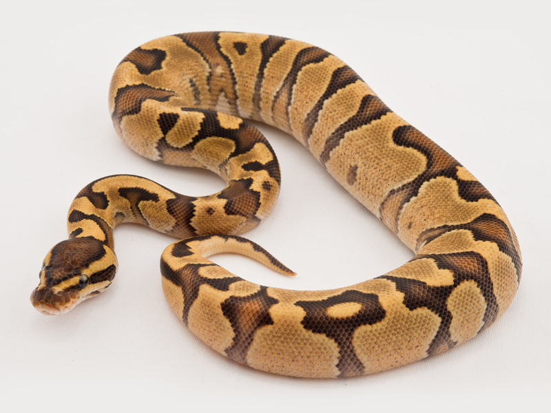 Enchi Fader Yellow Belly