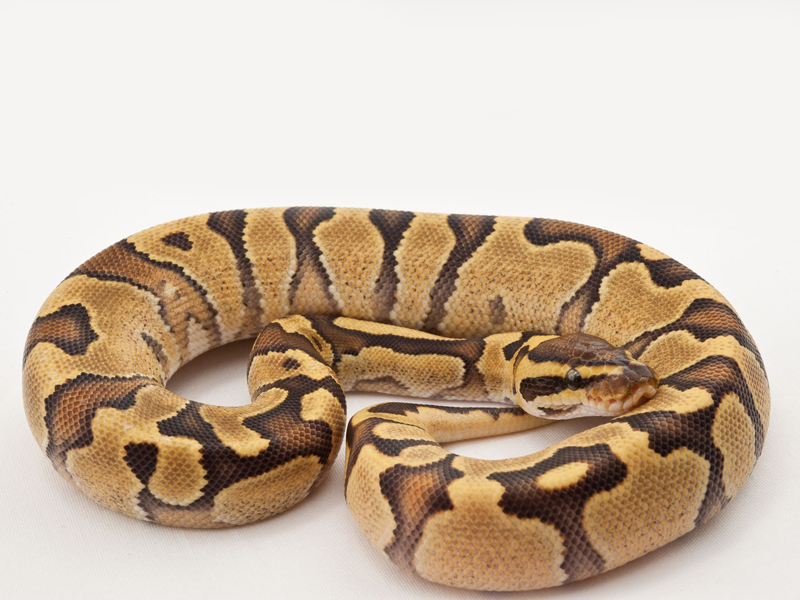 Enchi Fader Yellow Belly