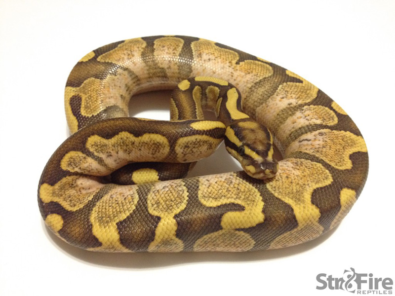 Enchi Fire Calico