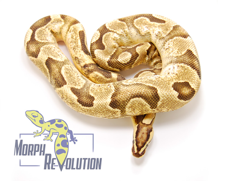 Enchi Fire Calico