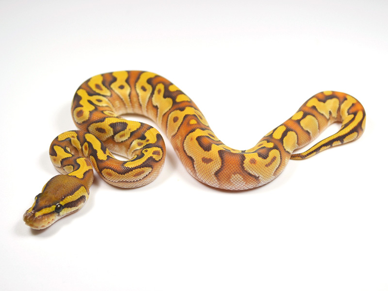 Enchi Fire Ghost Mojave