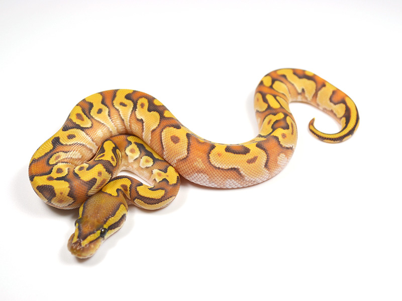 Enchi Fire Ghost Mojave