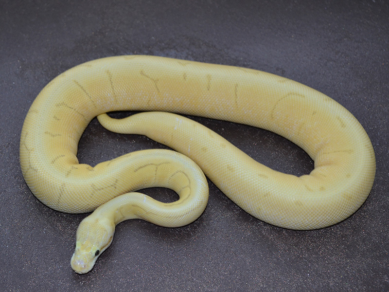 Enchi Fire Ghost Pastel Pinstripe Spider