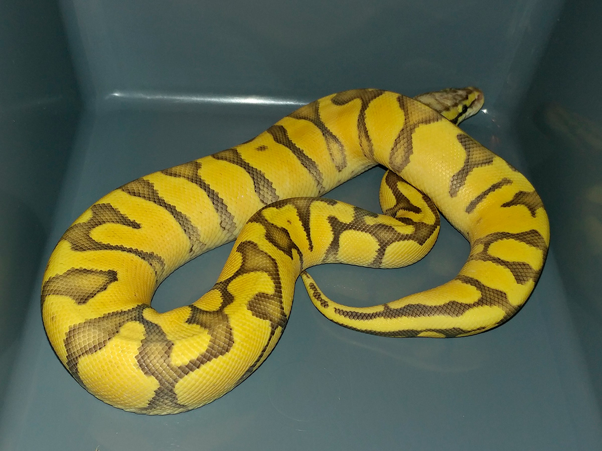 Enchi Fire Ghost Pastel