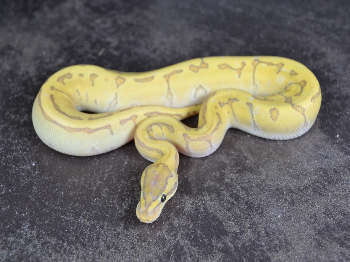 Enchi Fire Ghost Phantom Pinstripe