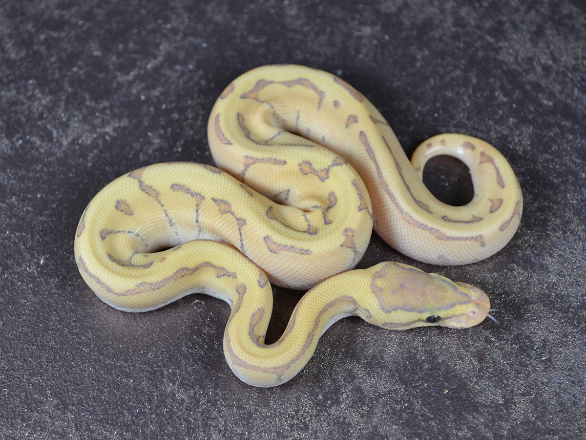 Enchi Fire Ghost Phantom Pinstripe