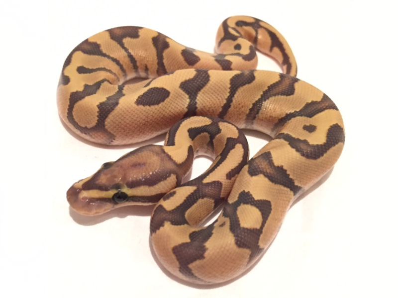 Enchi Fire Ghost