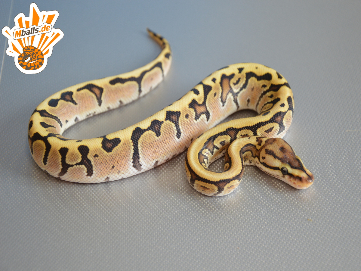 Enchi Fire Granite (Co-Dom) Hidden Gene Woma