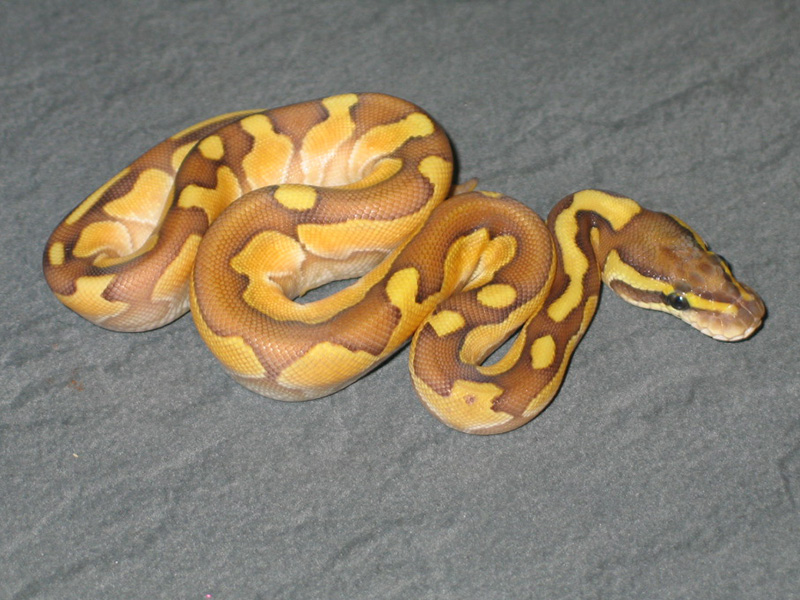 Enchi Fire Het Red Axanthic Lesser