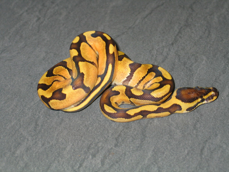 Enchi Fire Het Red Axanthic