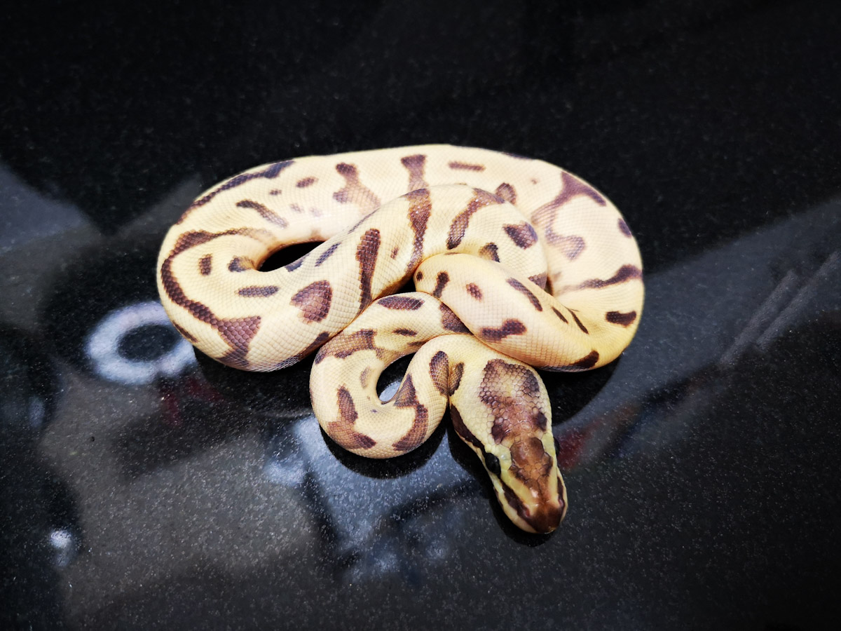 Enchi Fire Leopard Mojave Woma