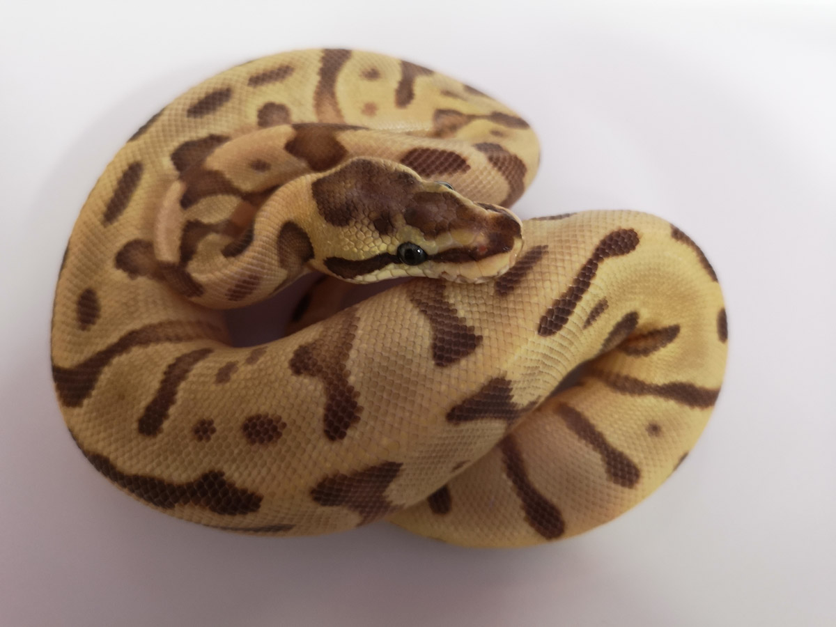 Enchi Fire Leopard Mojave Woma