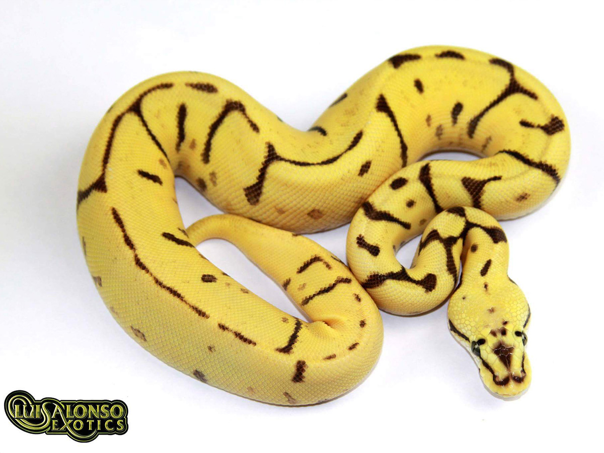 Enchi Fire Leopard Pastel Spider