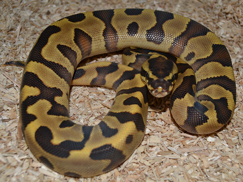 Enchi Fire Leopard