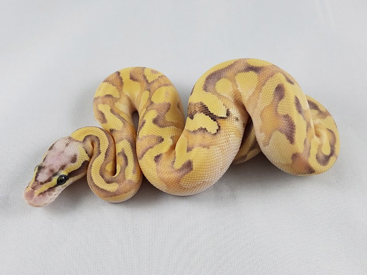 Enchi Fire Lesser Orange Dream Pastel