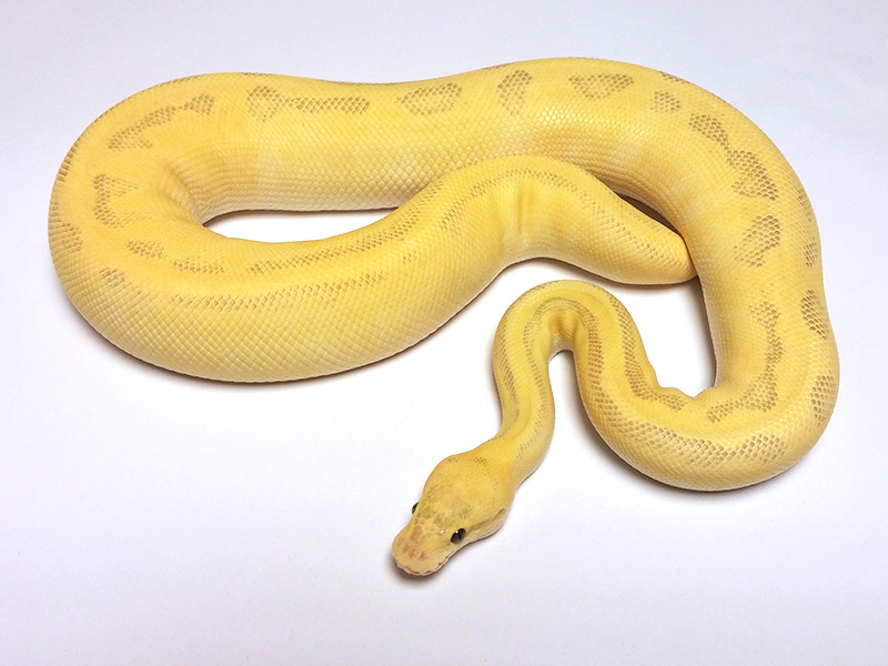 Enchi Fire Lesser Pastel Pinstripe