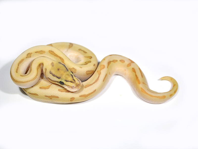 Morph List - World of Ball Pythons