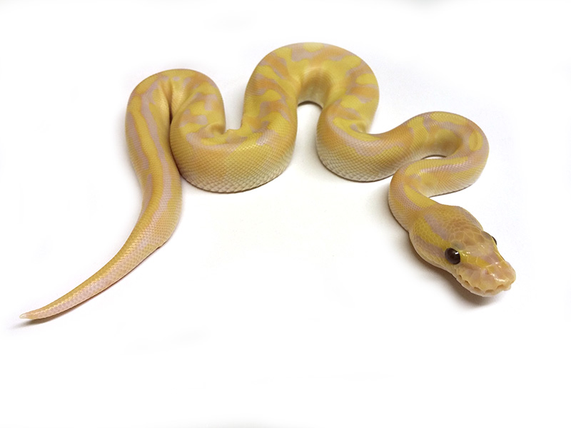 Enchi Fire Lesser Ultramelanistic