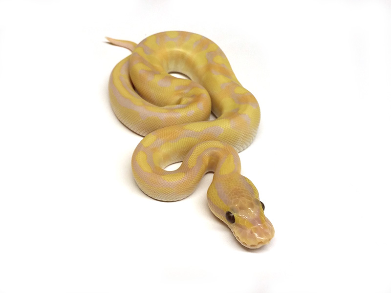 Enchi Fire Lesser Ultramelanistic