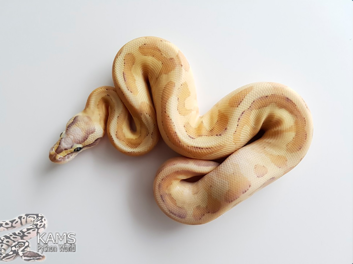 Enchi Fire Lesser Vanilla