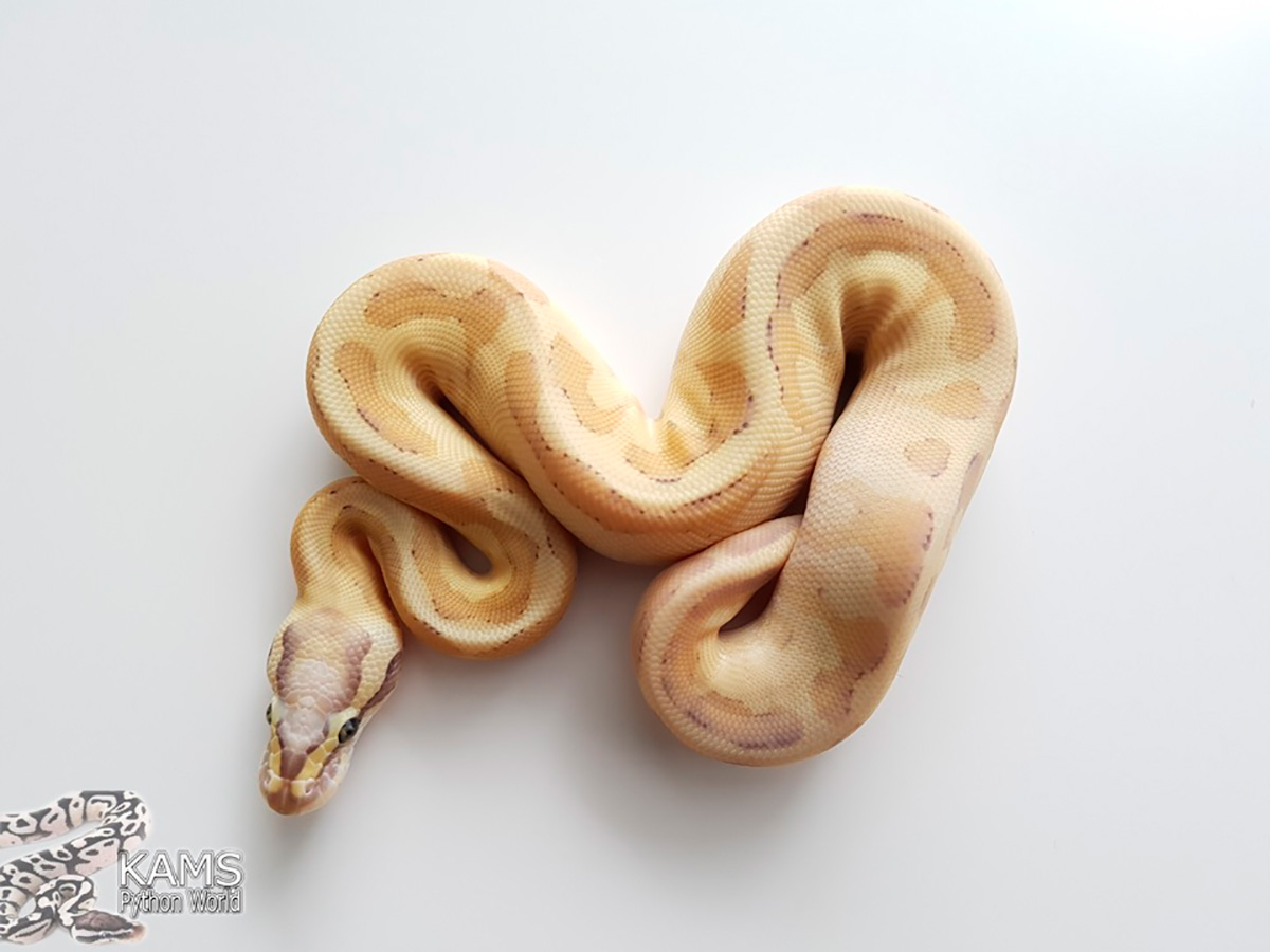 Enchi Fire Lesser Vanilla