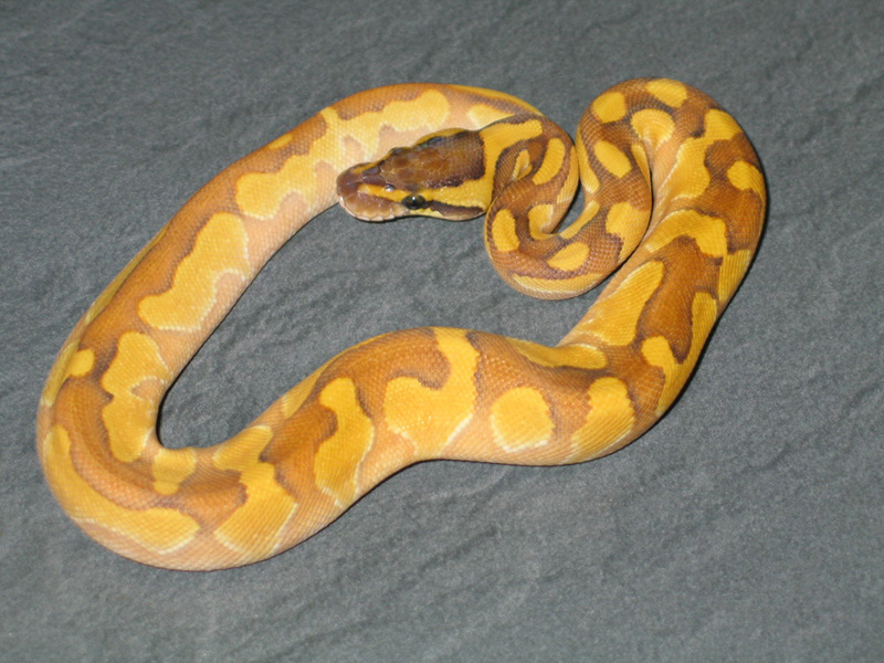 Enchi Fire Lesser Yellow Belly