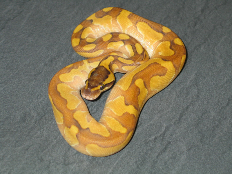 Enchi Fire Lesser Yellow Belly