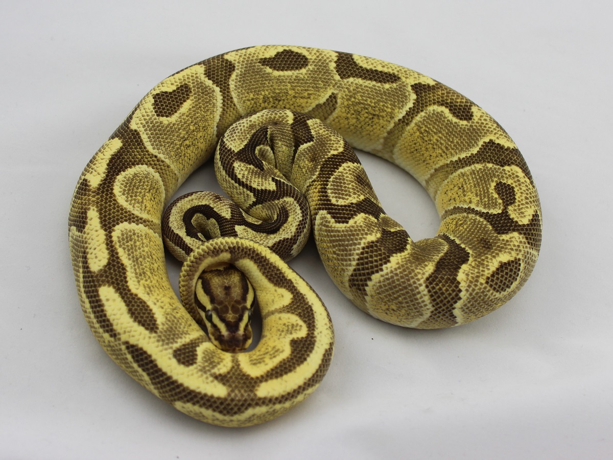 Enchi Fire Mandarin