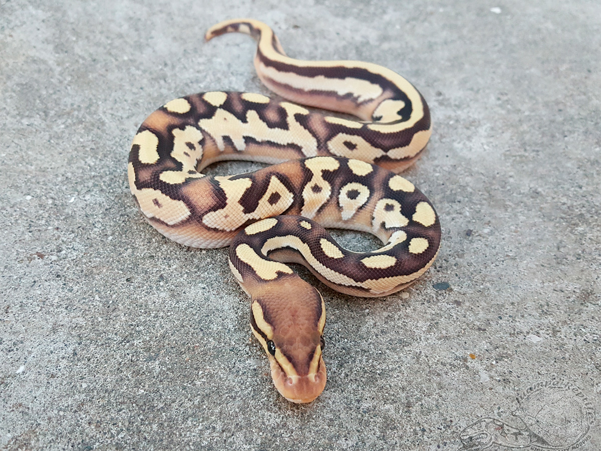 Enchi Fire Mojave Orange Dream