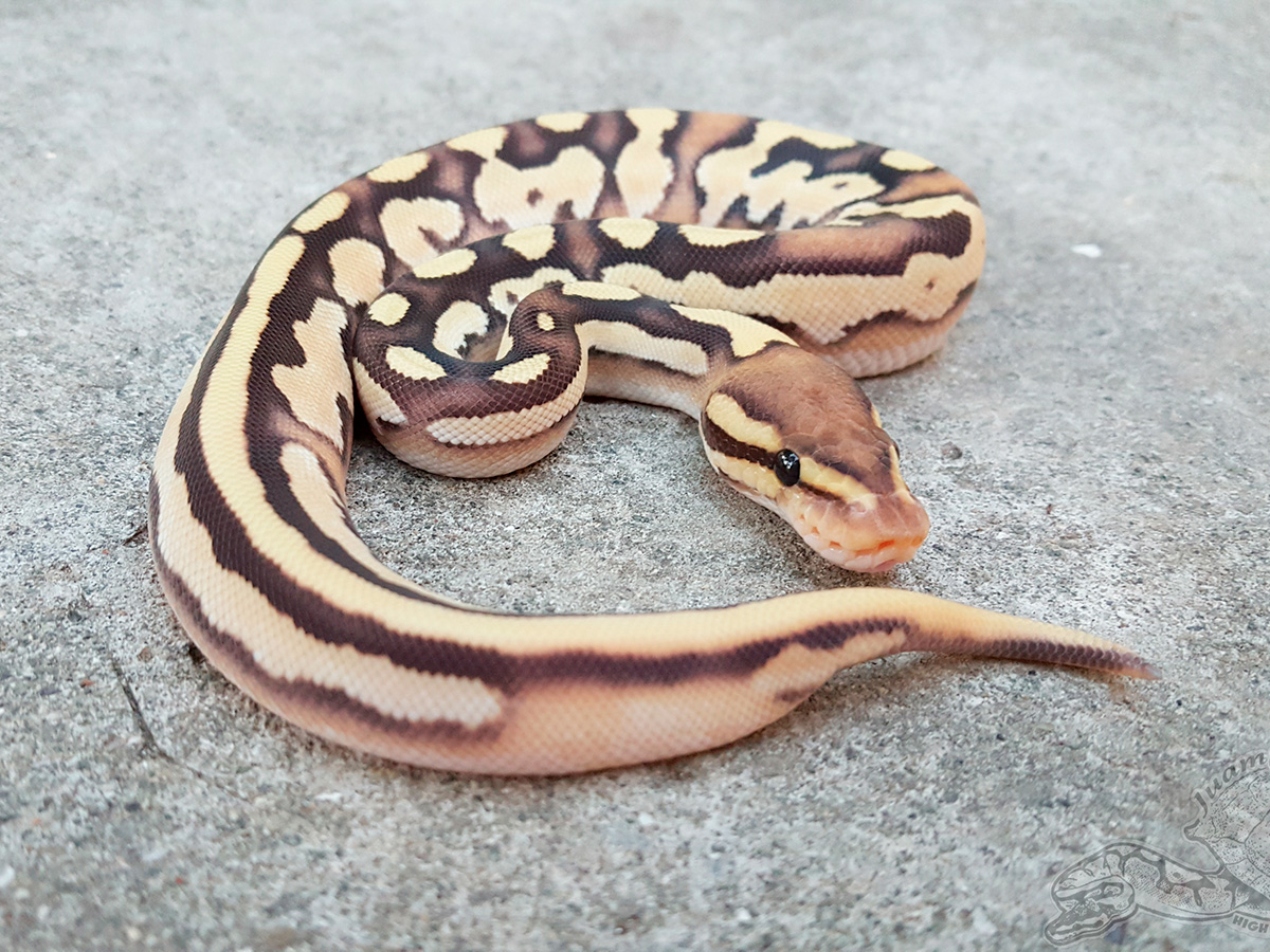 Enchi Fire Mojave Orange Dream Morph List World Of Ball Pythons