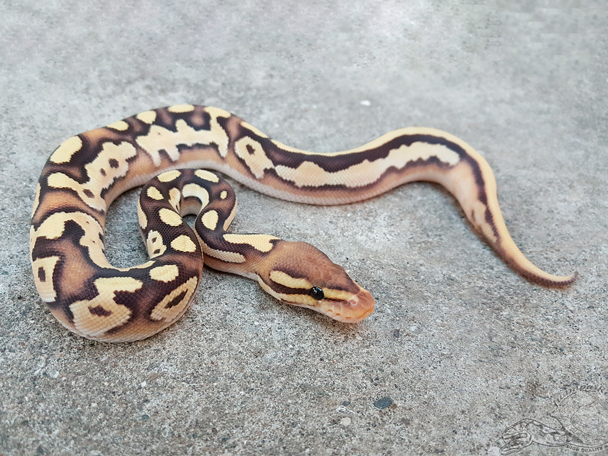 Enchi Fire Mojave Orange Dream