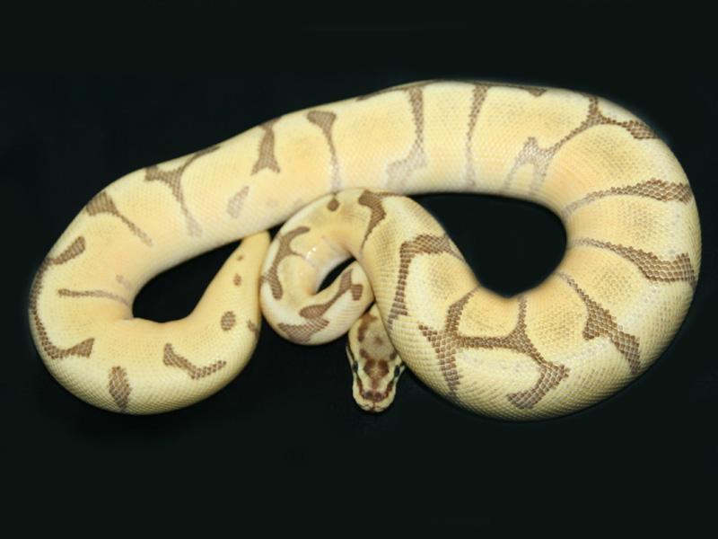 Enchi Fire Mojave Spider