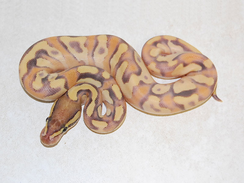 Enchi Fire Mojave Yellow Belly