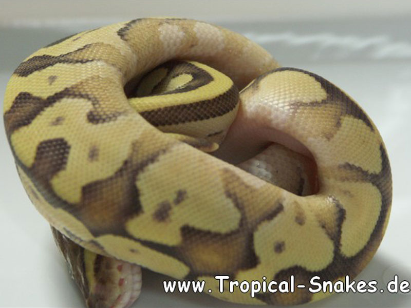 Enchi Fire Mojave