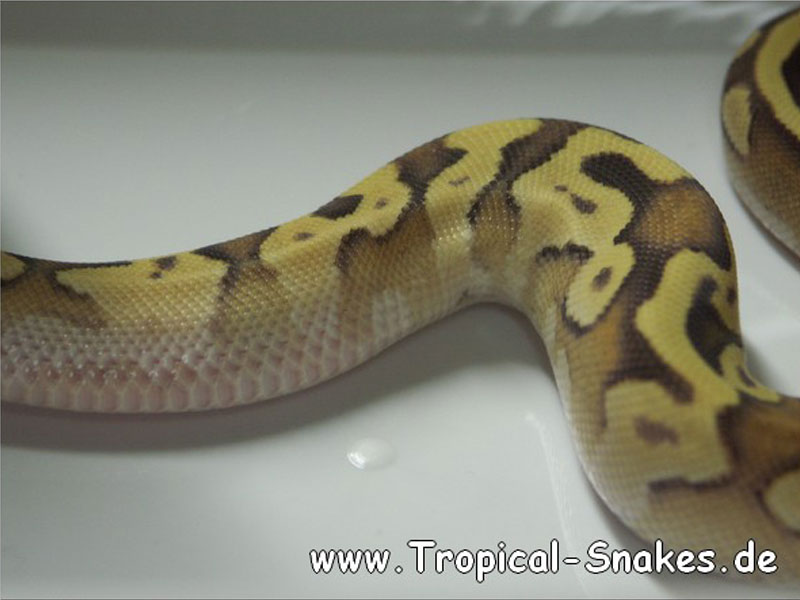 Enchi Fire Mojave