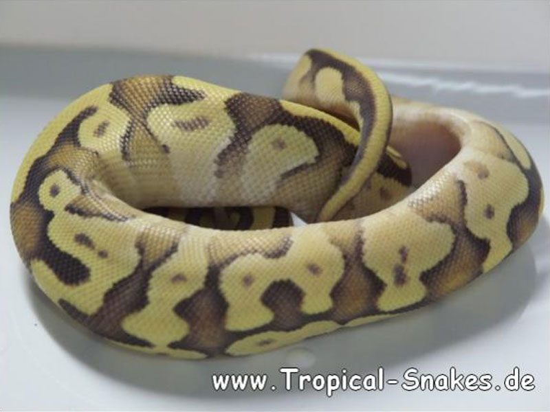 Enchi Fire Mojave