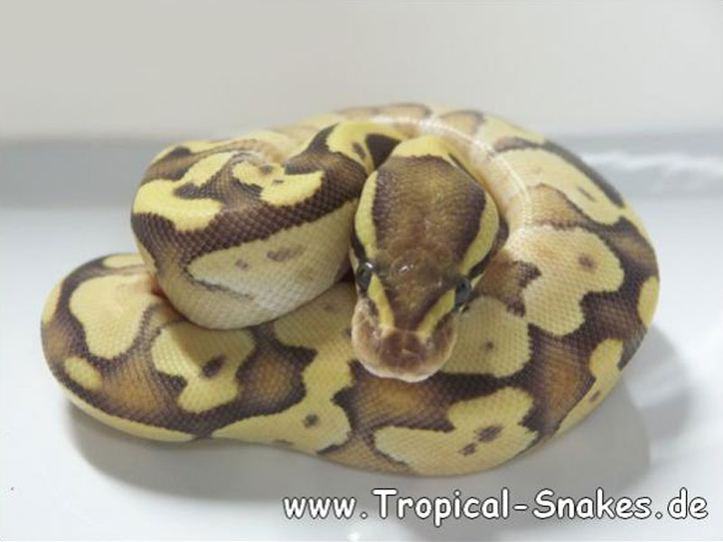 Enchi Fire Mojave